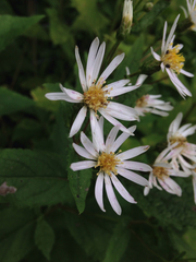 Eurybia furcata