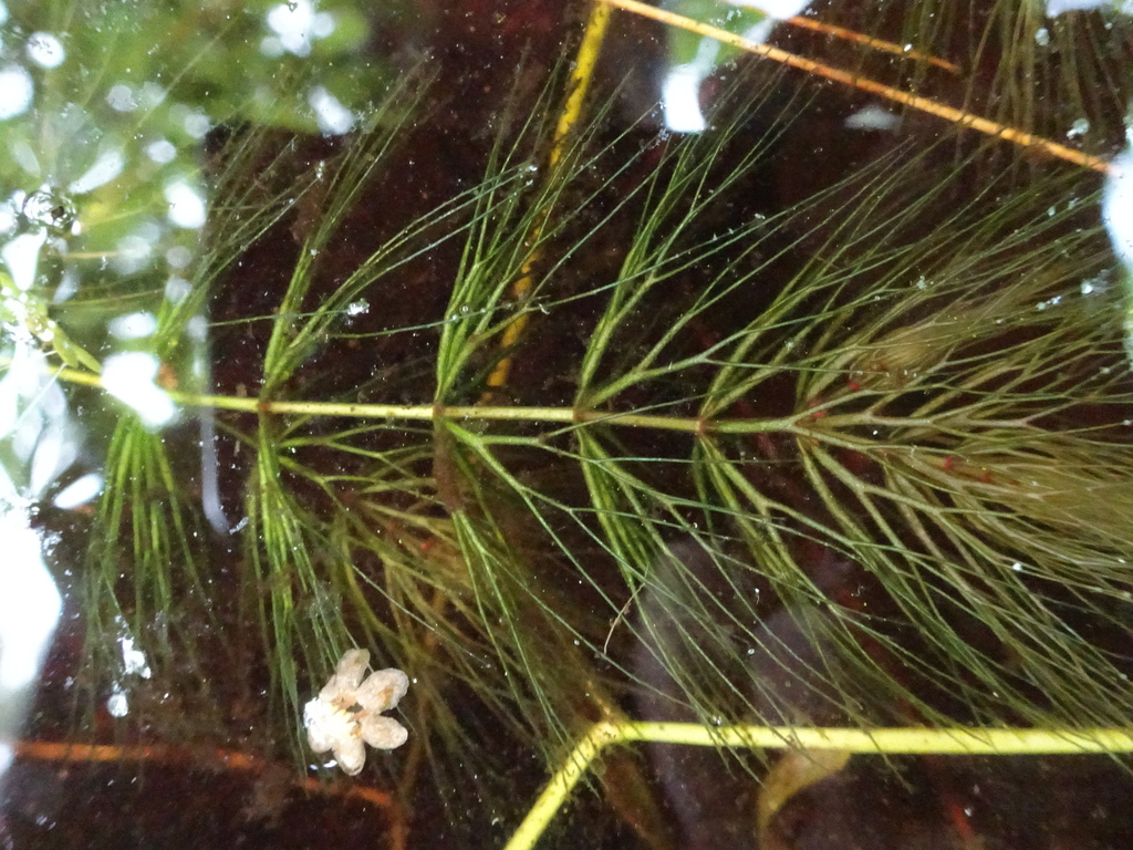 spiny coontail