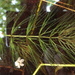 Spineless Hornwort - Photo (c) Sean Blaney, some rights reserved (CC BY-NC), uploaded by Sean Blaney