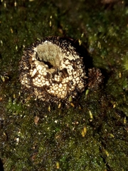 Lycoperdon compactum