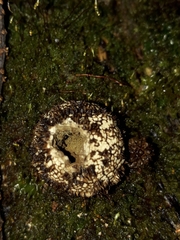 Lycoperdon compactum