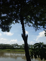 Diospyros kotoensis