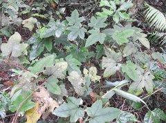 Rubus reflexus