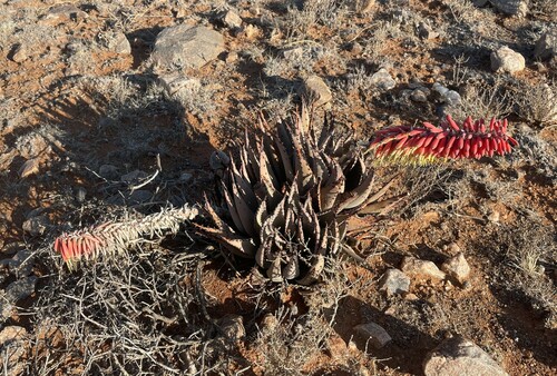 Image of Aloe claviflora by (c) Justin Ponder, some rights reserved (CC BY)