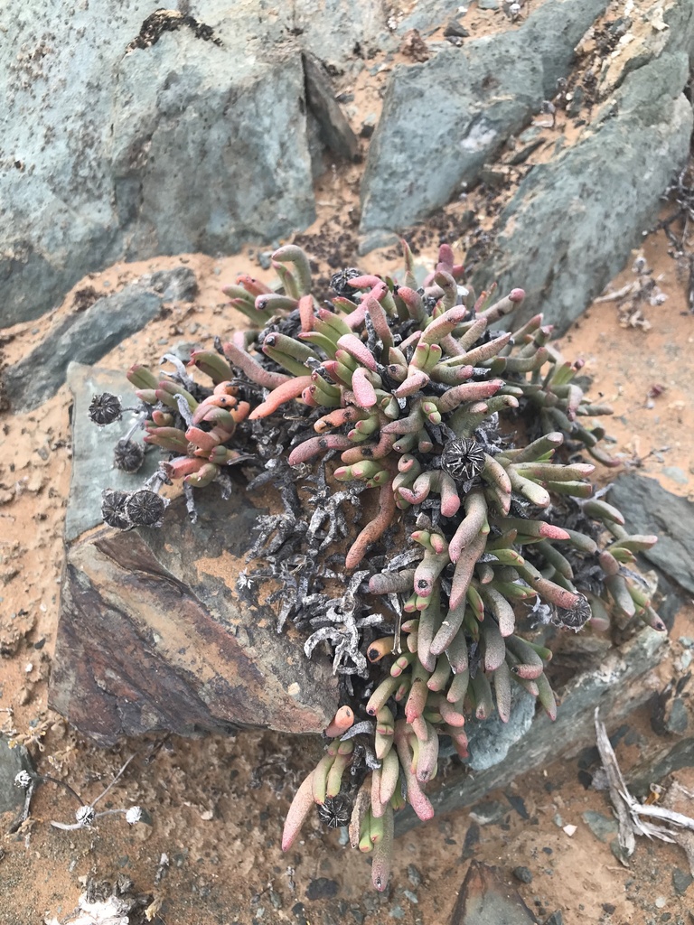 Cephalophyllum compressum