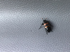 Nicrophorus marginatus