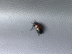 Nicrophorus marginatus