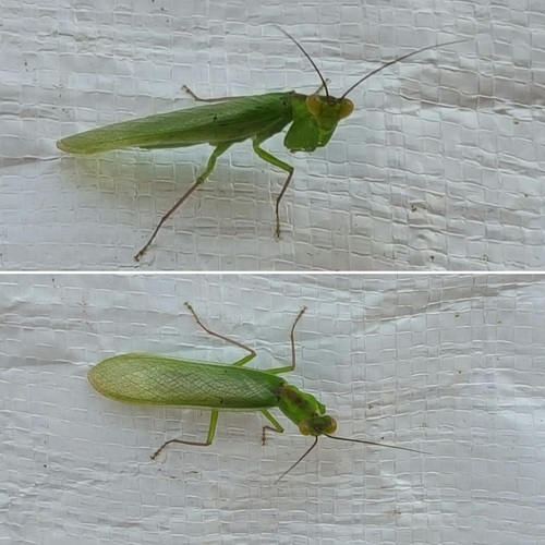 Nigerian Flower Mantis