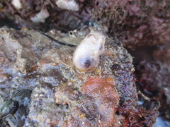 Asterocarpa coerulea