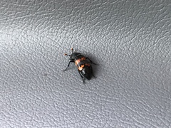 Nicrophorus marginatus
