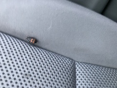 Nicrophorus marginatus