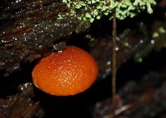 Gymnopilus ferruginosus