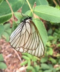 Aporia crataegi