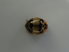 Harmonia antipoda