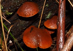Gymnopilus ferruginosus
