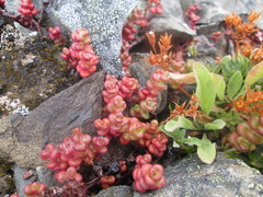 Sedum divergens