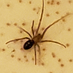 Steatoda