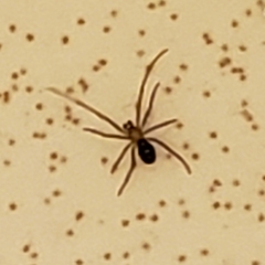 Steatoda