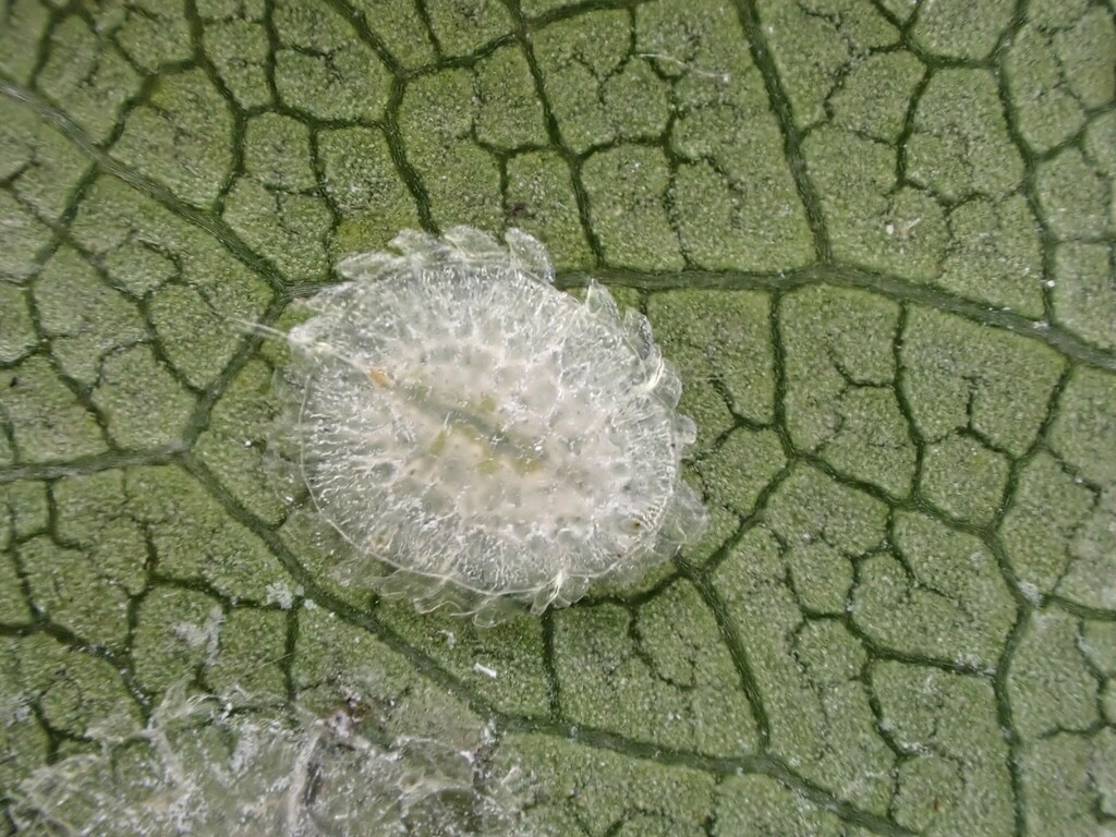 Kalasiris perforata