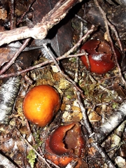 Cortinarius beeverorum