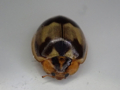 Harmonia antipoda