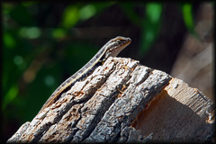 Sceloporus variabilis