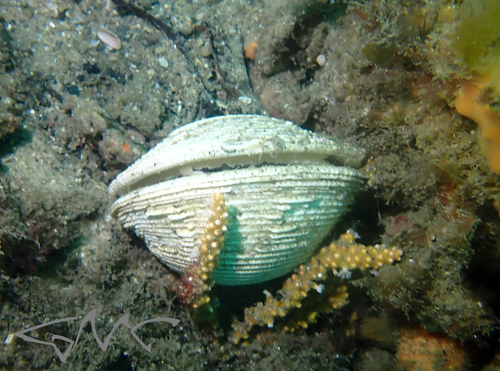 Antigona laqueata observed 2024-11-01
