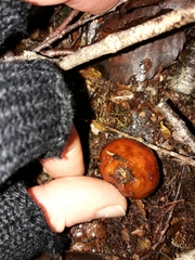 Cortinarius beeverorum