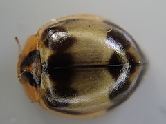 Harmonia antipoda
