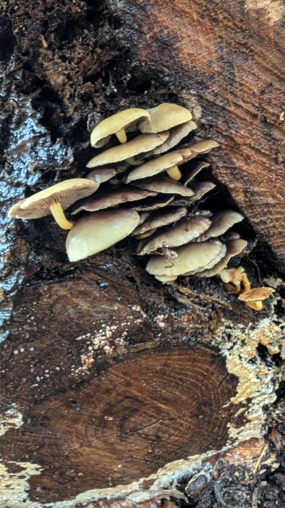 Hypholoma fasciculare · November 2024 · photo: © atsushi_nakajima_cirque (iNaturalist, cc-by)