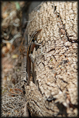 Sceloporus variabilis