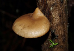 Hohenbuehelia clelandii
