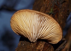 Hohenbuehelia clelandii