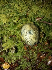 Rossbeevera pachydermis