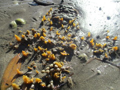 Ciocalypta polymastia