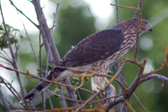 Accipiter cooperii