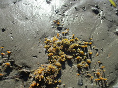 Ciocalypta polymastia