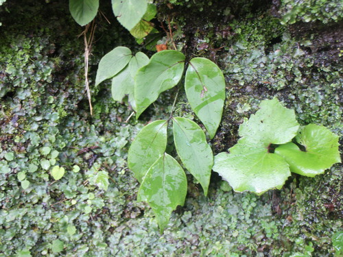 Cyrtomium macrophyllum iNat (2)