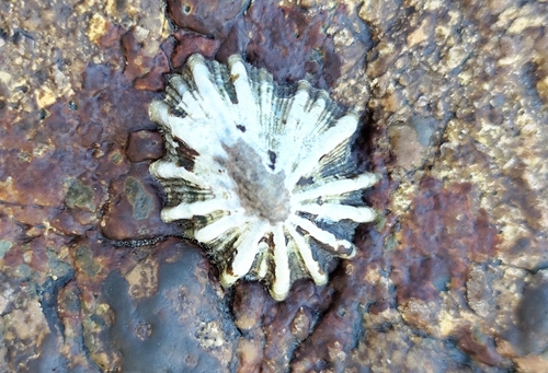 Siphonaria maura