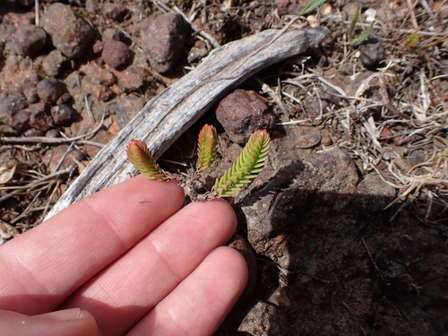 Image of Crassula ericoides by (c) Eugene Hahndiek, some rights reserved (CC BY-SA)