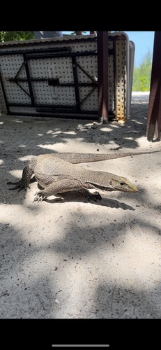 Clouded Monitor — seen at this dive site