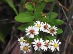 Aster baccharoides