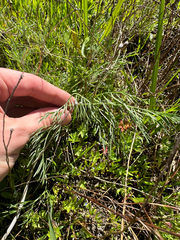 (c) Kieran Hanrahan, some rights reserved (CC BY) Lomatium bradshawii, photograph (c) Kieran Hanrahan, some rights reserved (CC BY)