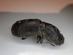 Mecodema crenaticolle