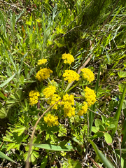 Lomatium bradshawii