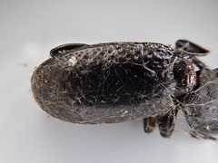 Mecodema crenaticolle