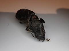 Mecodema crenaticolle