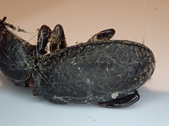 Mecodema crenaticolle