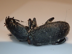 Mecodema crenaticolle