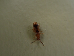 Cryptamorpha desjardinsi